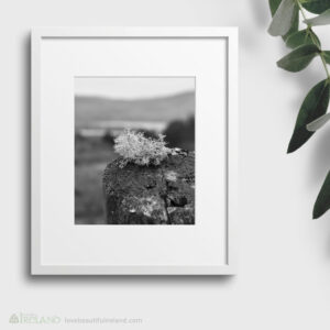Lichen Grows on a Wooden Post Overlooking Kenmare Bay, County Kerry, Ireland - Framed Print Limited Edition Black and White Photo Wall Art P01